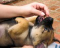 /album/mascotas/a4740580498-7592ea2e03-m-jpg/