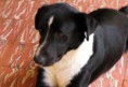 /album/mascotas/a4759048408-84677dcaca-z-jpg1/