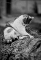 /album/mascotas/a9508523697-76173c1235-z-jpg/